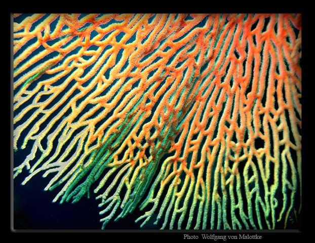 seefan coral.jpg - Korall